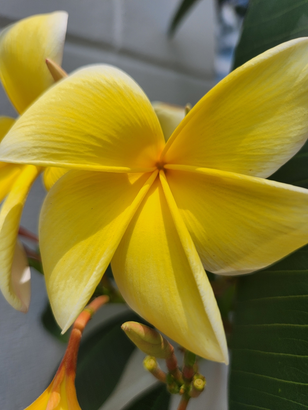 Bright Yellow Plumeria Plant Fresh Cutting 12 Inches 1x